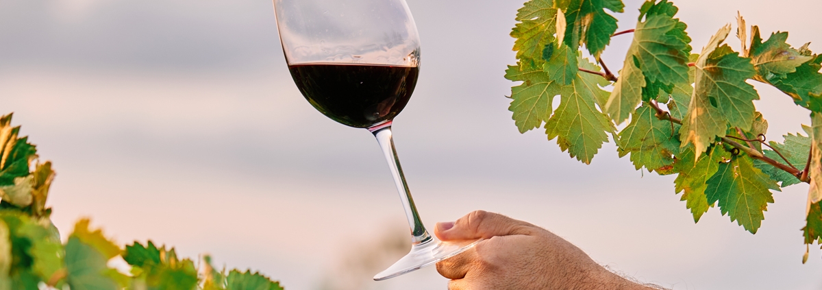 Los 12 vinos ecológicos y biodinámicos más recomendables